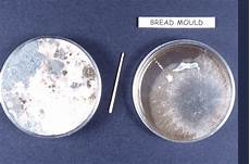 In Mold Labeling
